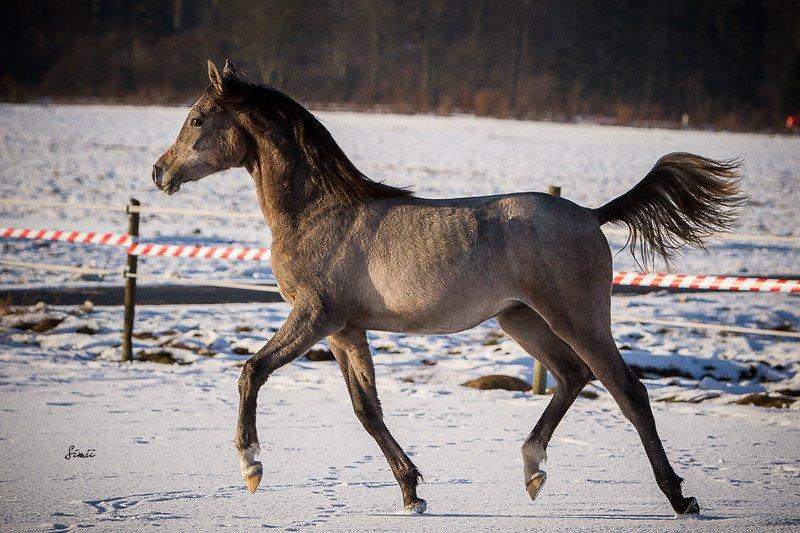 Arabisk fuldblod (OX) Nadim El Bak - Nadim taget d.25.01.15 billede 5