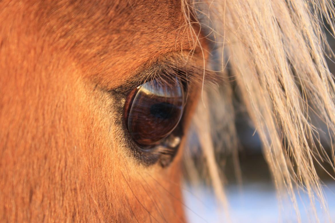 Islænder Sif billede 9