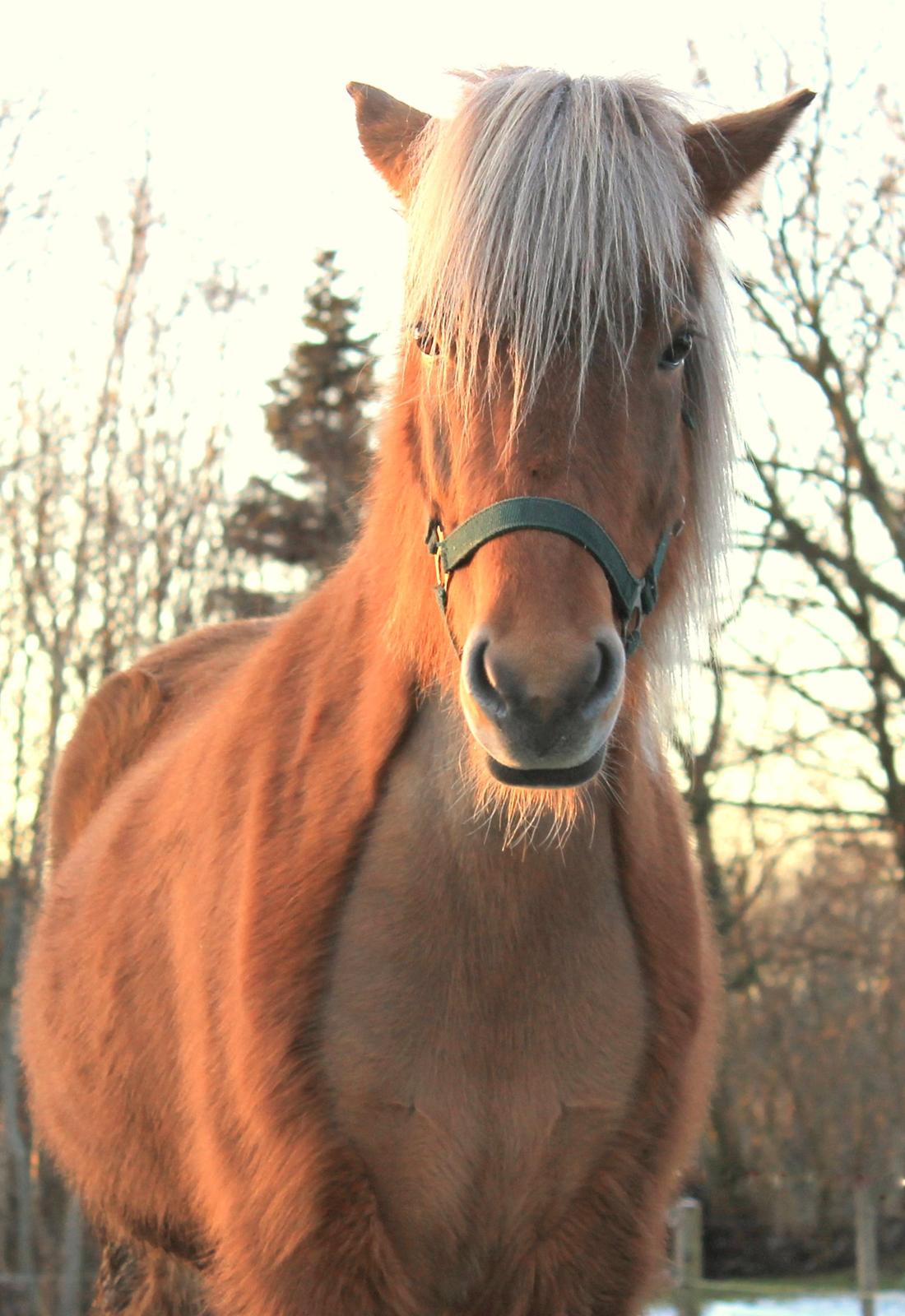 Islænder Sif billede 10