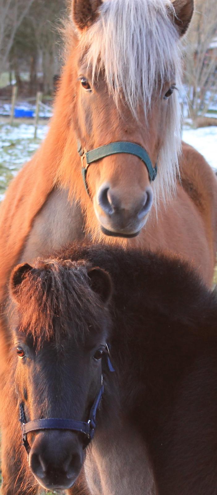 Islænder Sif billede 11