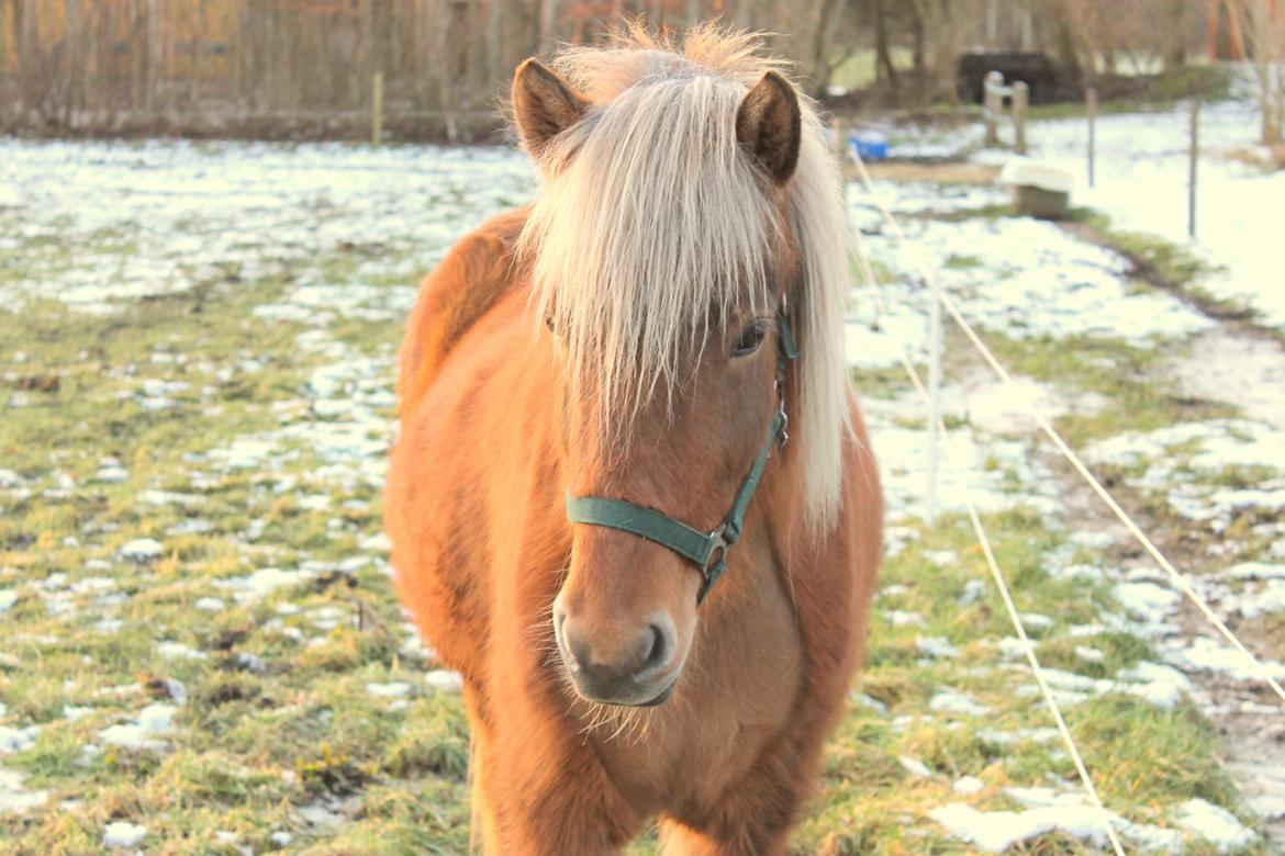 Islænder Sif billede 12