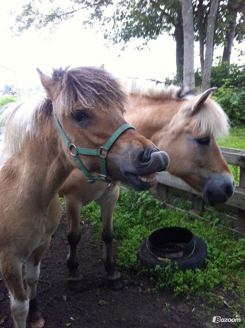 Anden særlig race Kronborggårdens Condolezza<3 billede 6