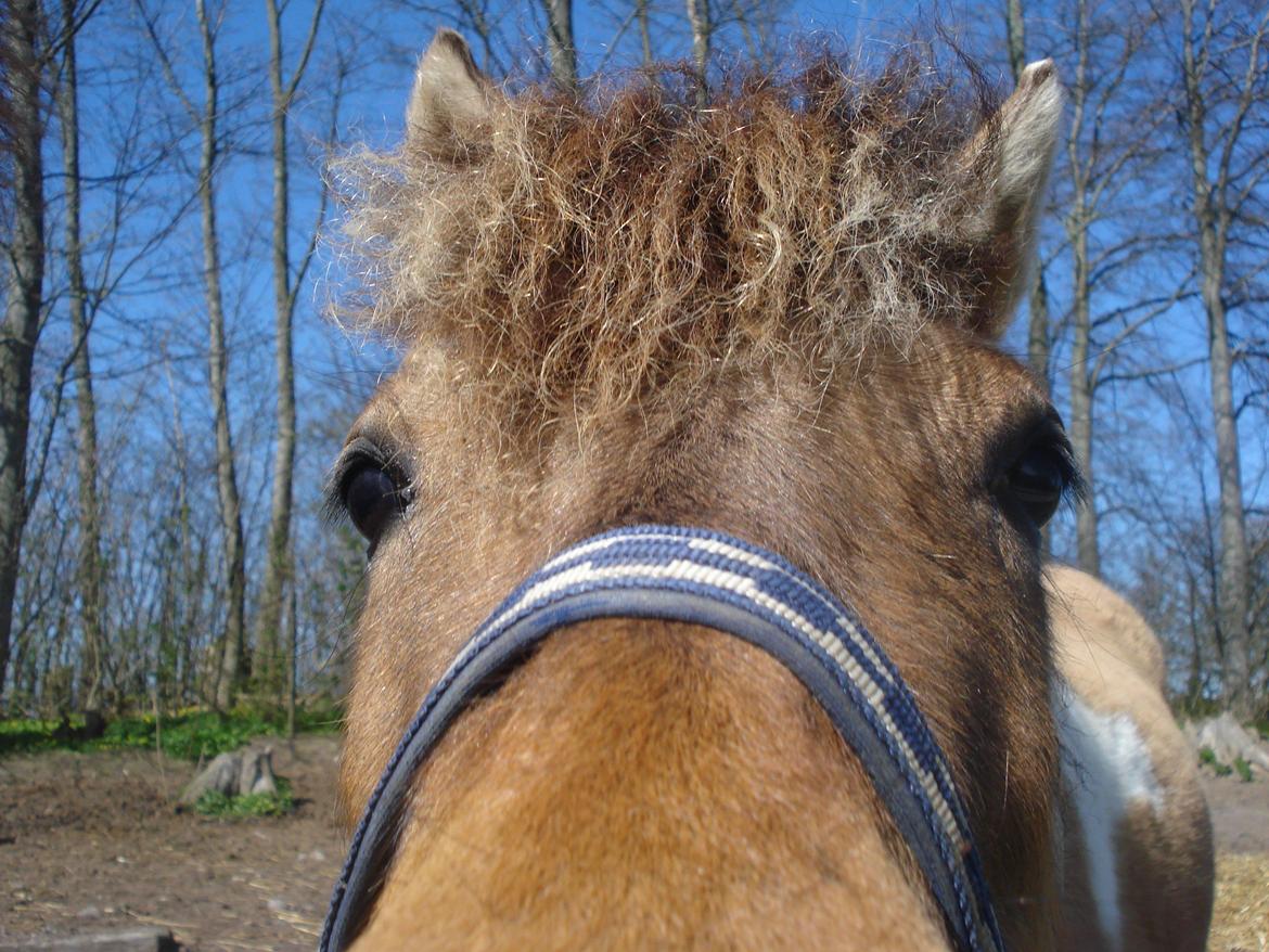 Anden særlig race Kronborggårdens Condolezza<3 - Titte titte bøh billede 12