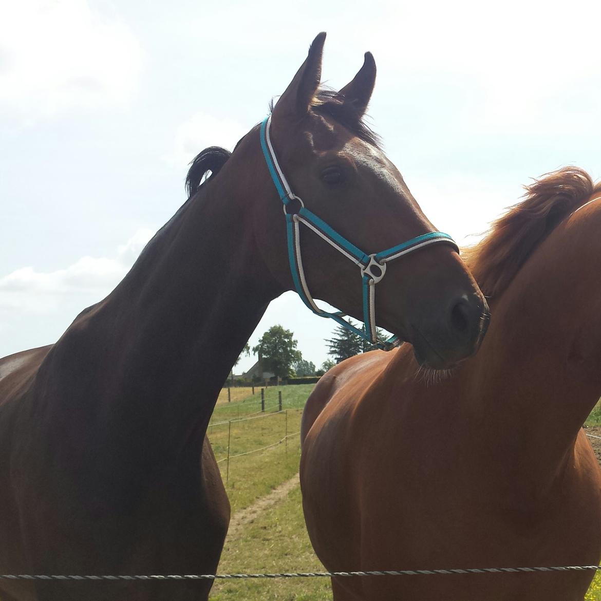 Dansk Varmblod Zucchero - På ankomstdagen til Falster - Juni 14 billede 17