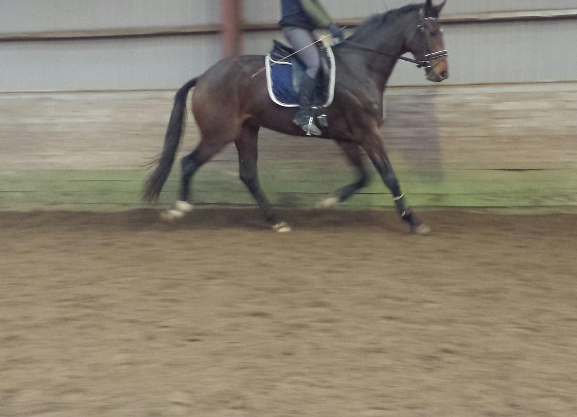 Dansk Varmblod Zucchero - Under tilridningen - Nov. 14 billede 15