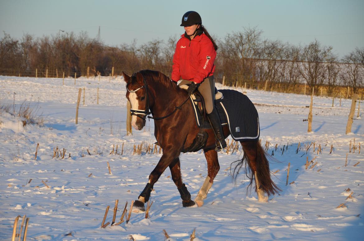 Welsh Cob (sec D) Hvedholms William billede 17