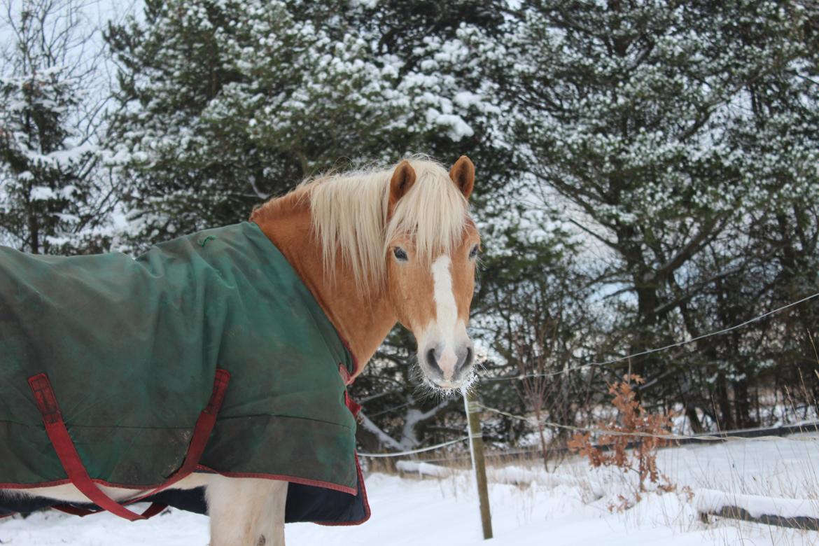 Haflinger Maldini Van Abeele* Min fremtid *<3 billede 15