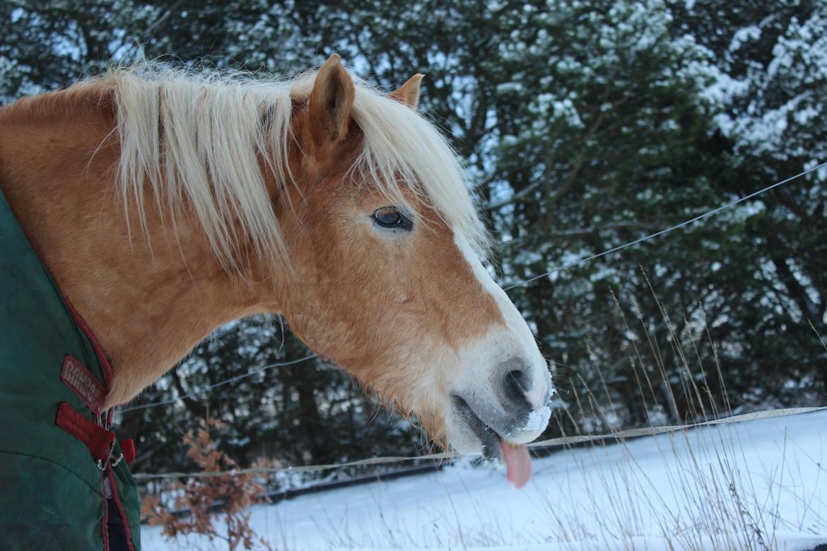 Haflinger Maldini Van Abeele* Min fremtid *<3 billede 14