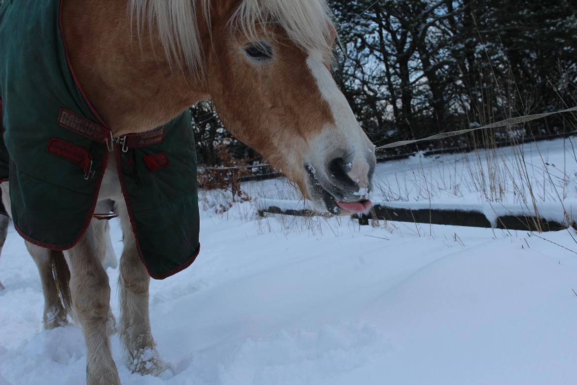Haflinger Maldini Van Abeele* Min fremtid *<3 billede 18