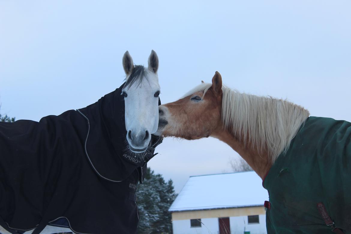 Haflinger Maldini Van Abeele* Min fremtid *<3 billede 19