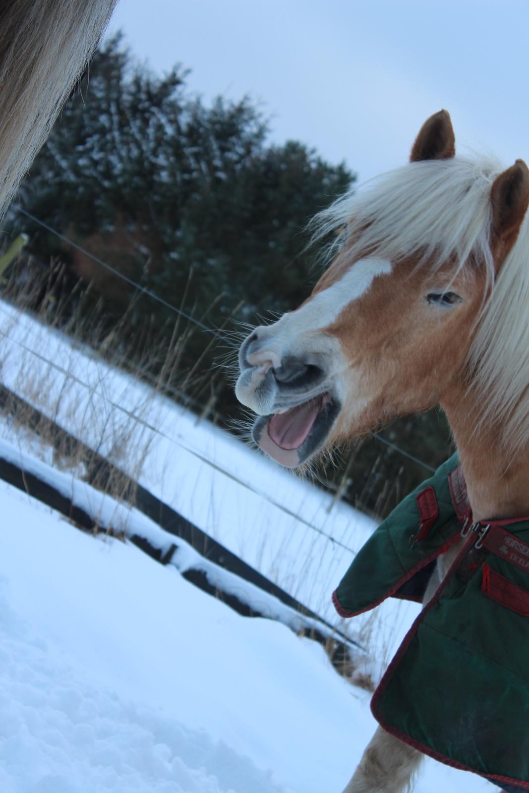 Haflinger Maldini Van Abeele* Min fremtid *<3 billede 17