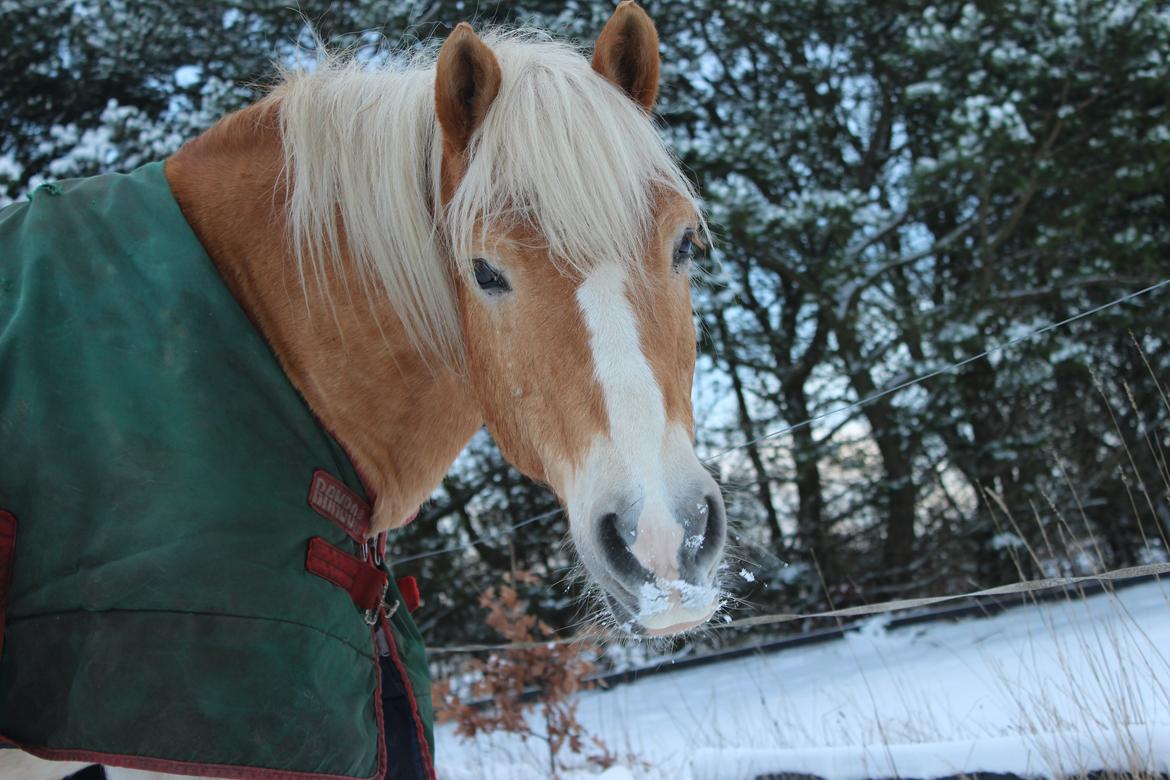 Haflinger Maldini Van Abeele* Min fremtid *<3 billede 16