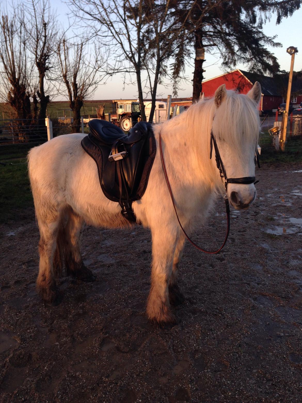 Fell pony Dennis billede 14
