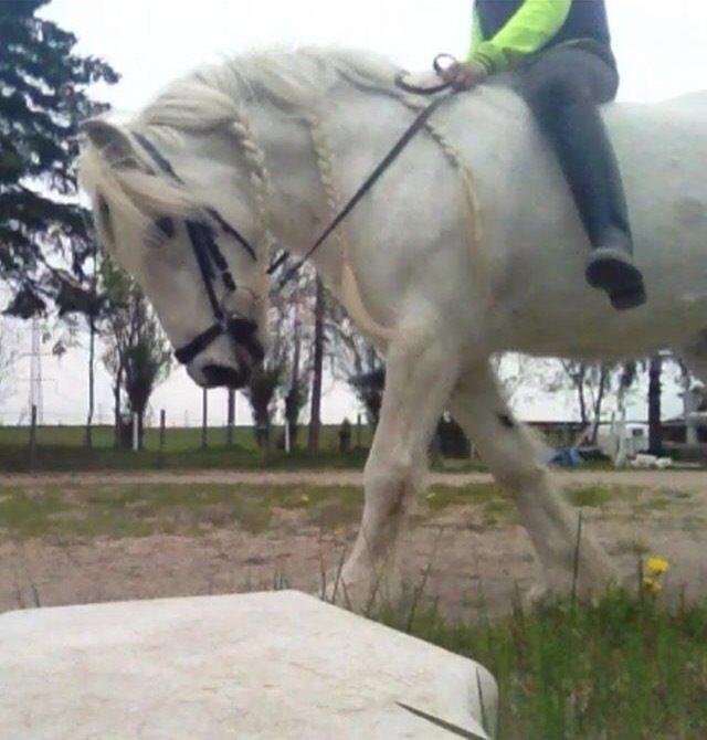 Fell pony Dennis billede 15