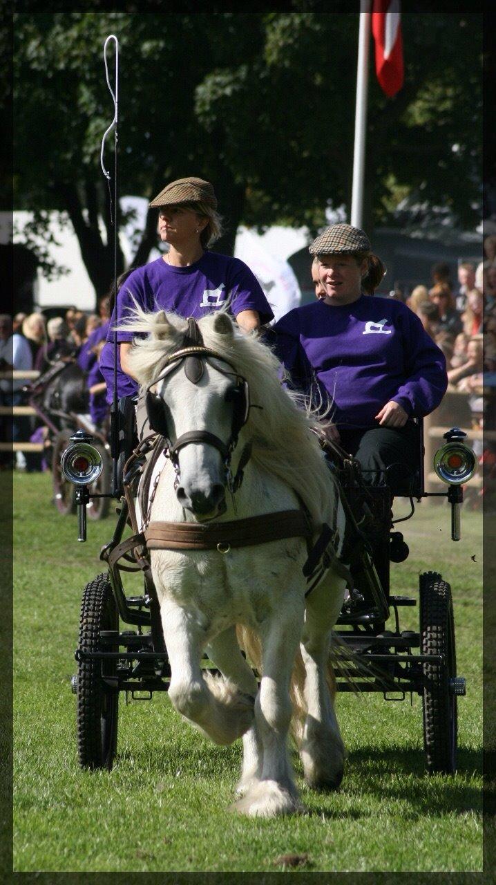 Fell pony Dennis billede 13