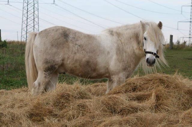 Fell pony Dennis billede 18