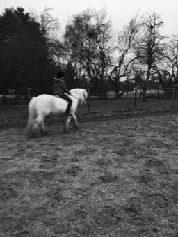 Fell pony Dennis billede 19