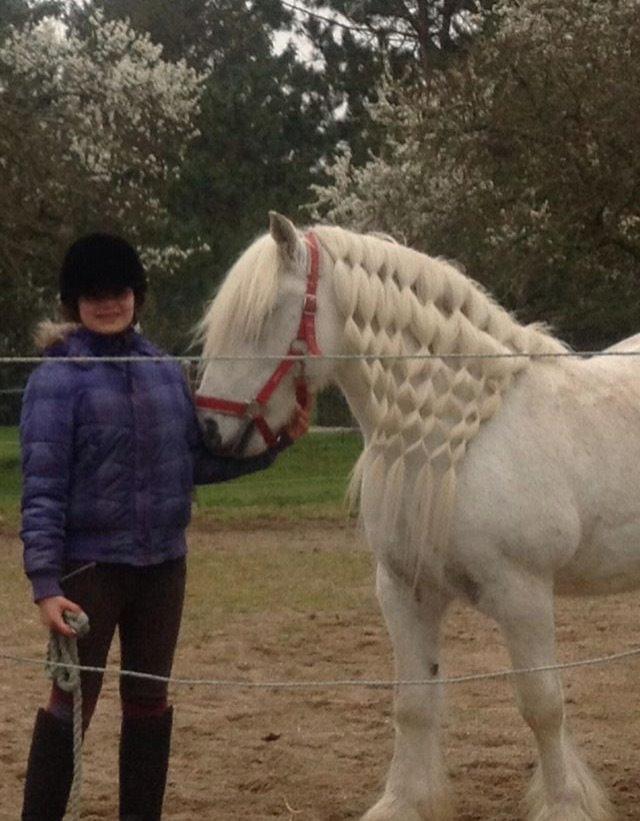 Fell pony Dennis billede 16