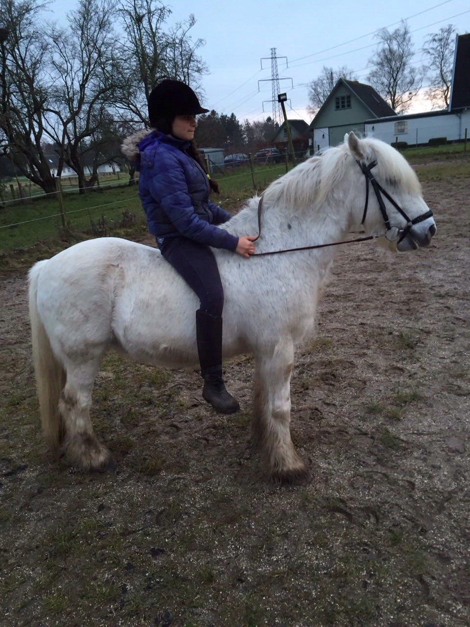 Fell pony Dennis billede 20