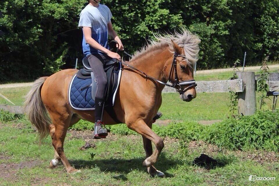 Islænder Sif billede 5