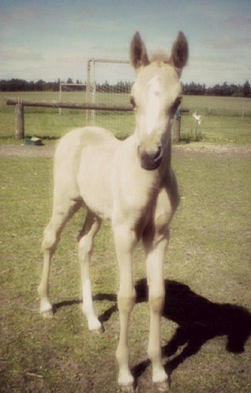 DSP Attention - Baby atti <3333 billede 10