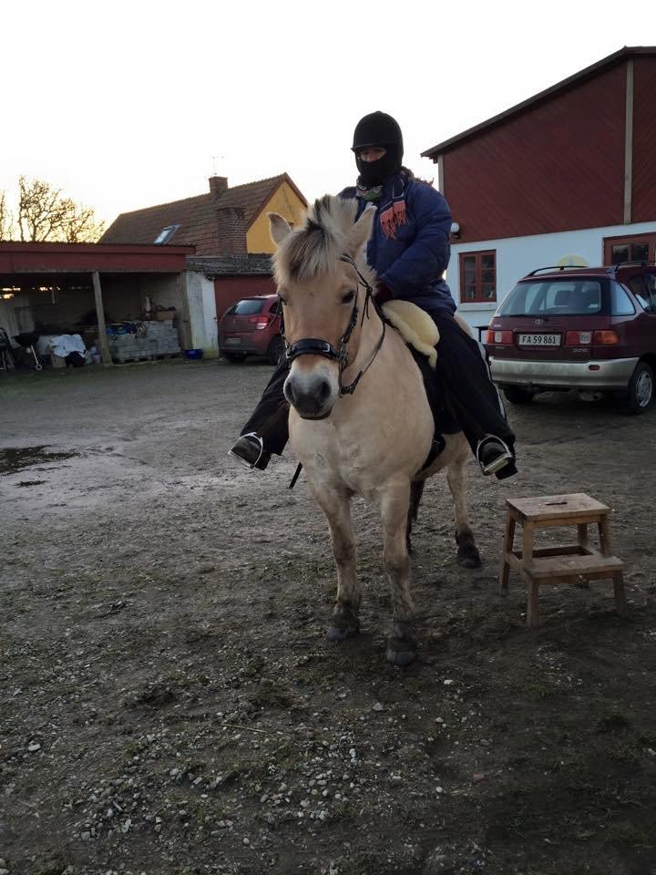 Fjordhest Ellemose´s Biffer - Så har jeg prøvet at sidde på min egen hest, bagefter skulle jeg ud og røve en bank (januar 2015) billede 6