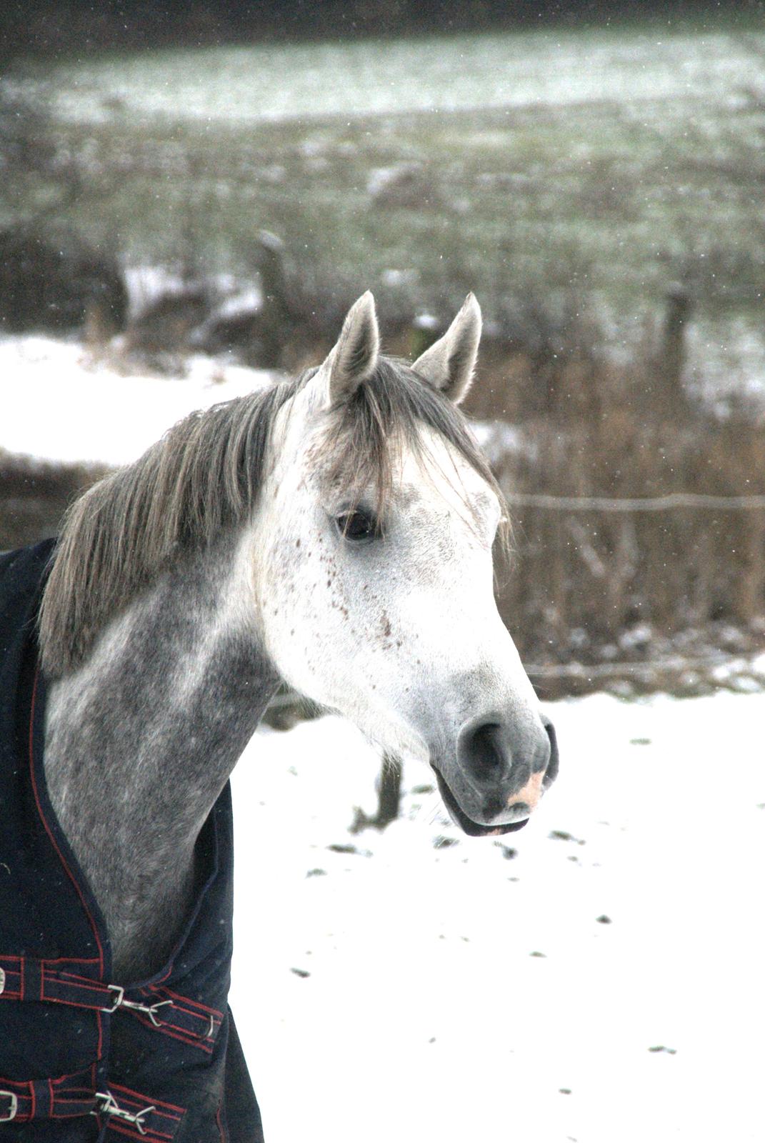 Arabisk fuldblod (OX) MA Faatina - Vinter 2015. <3 billede 3