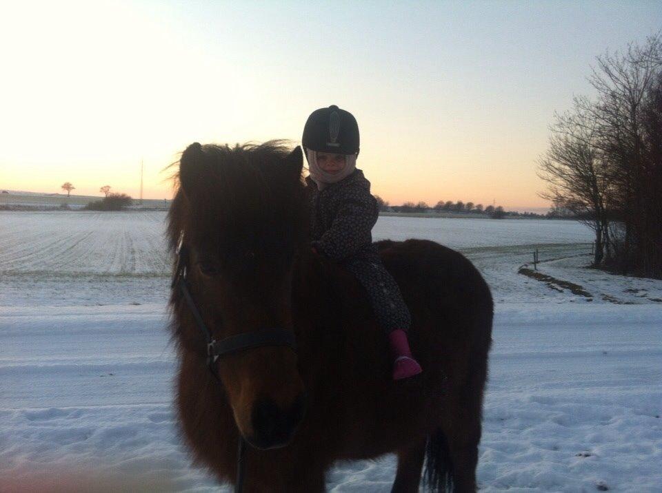 Islænder Vigdis fra Frederiksdal billede 26