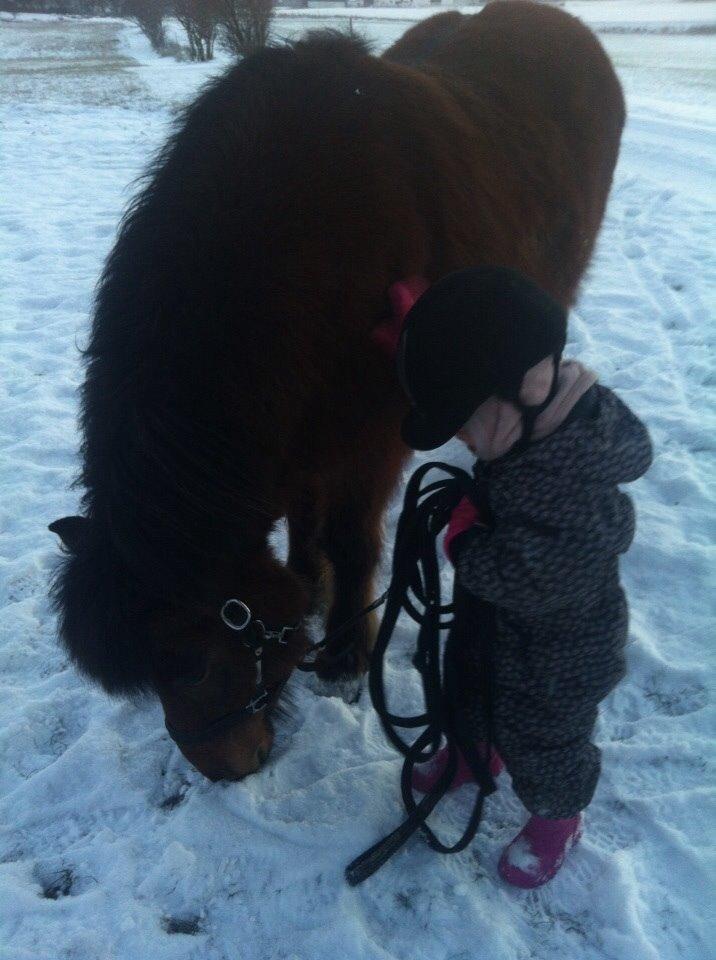 Islænder Vigdis fra Frederiksdal billede 28