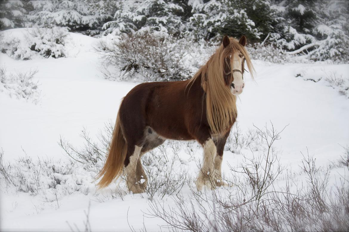 Shire Kragheredens Sunrise billede 1