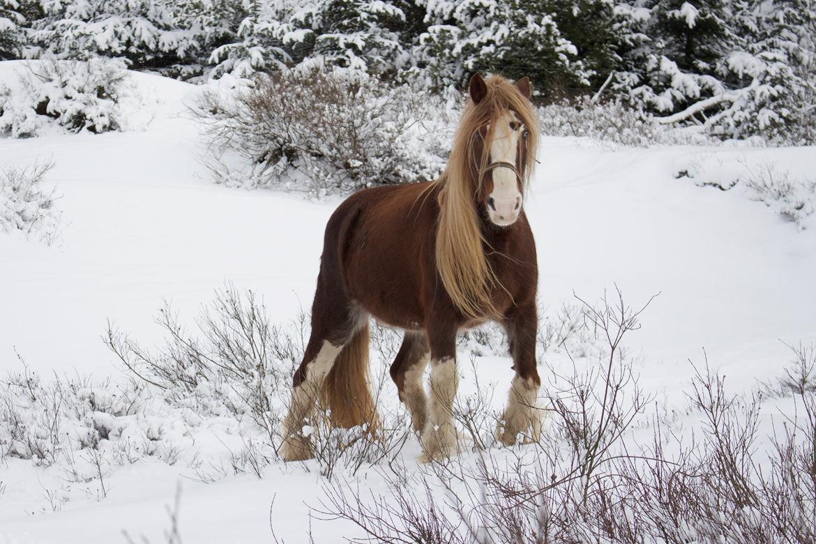 Shire Kragheredens Sunrise billede 4