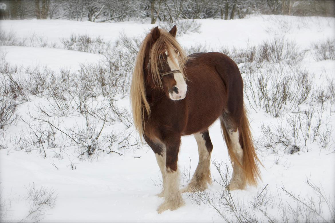 Shire Kragheredens Sunrise billede 6