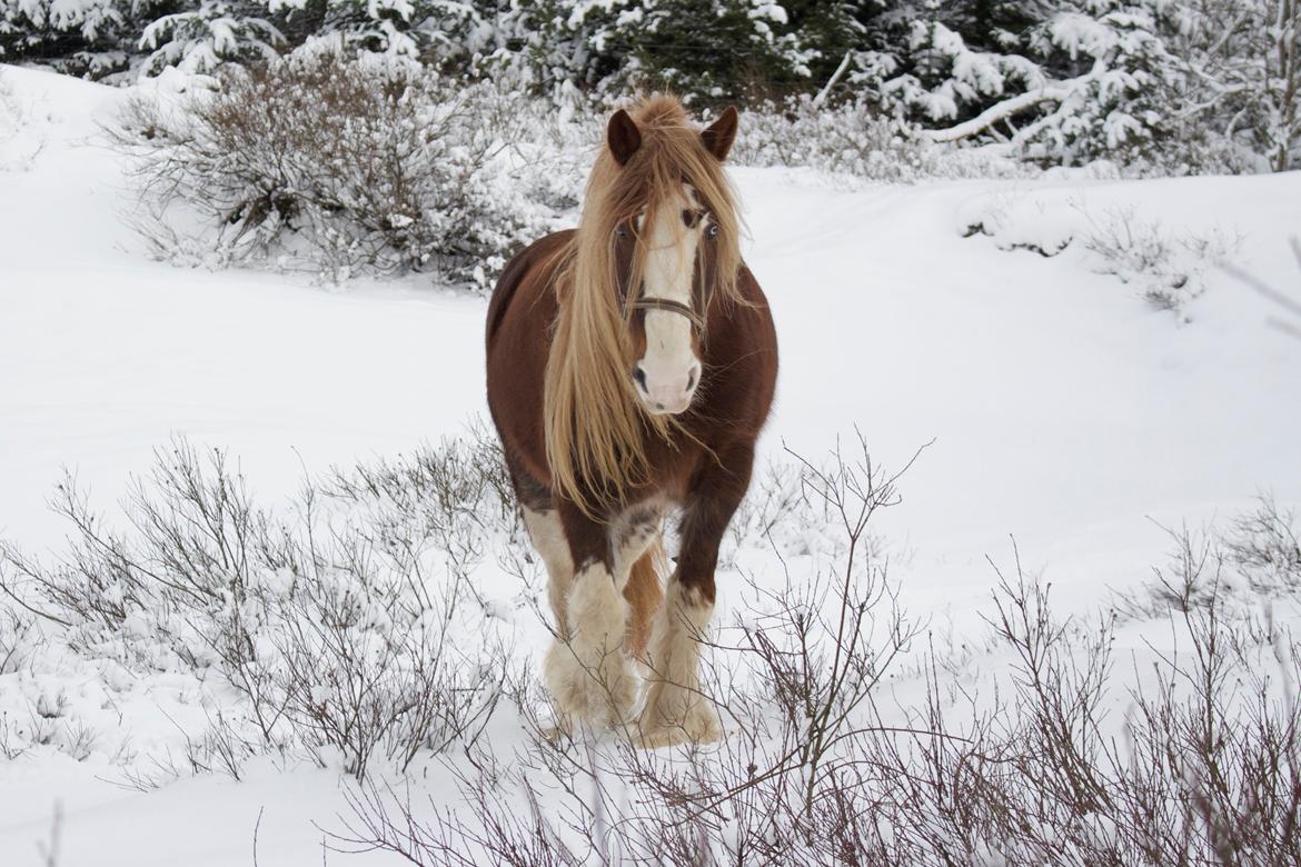 Shire Kragheredens Sunrise billede 8