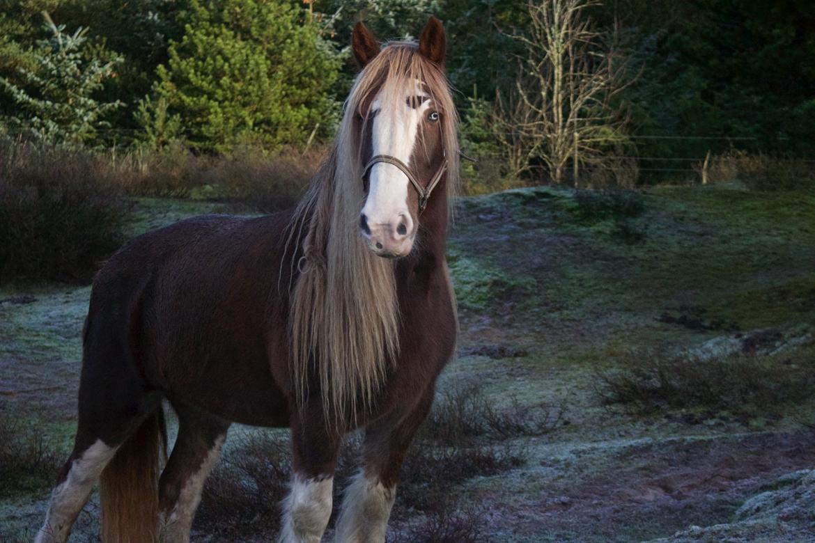 Shire Kragheredens Sunrise billede 5