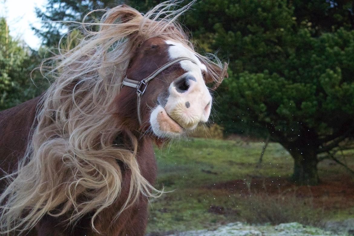 Shire Kragheredens Sunrise billede 7