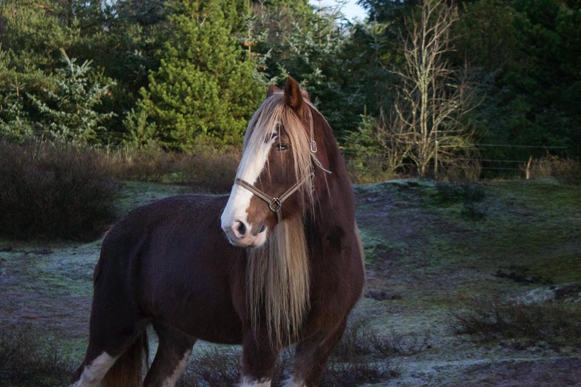 Shire Kragheredens Sunrise billede 2