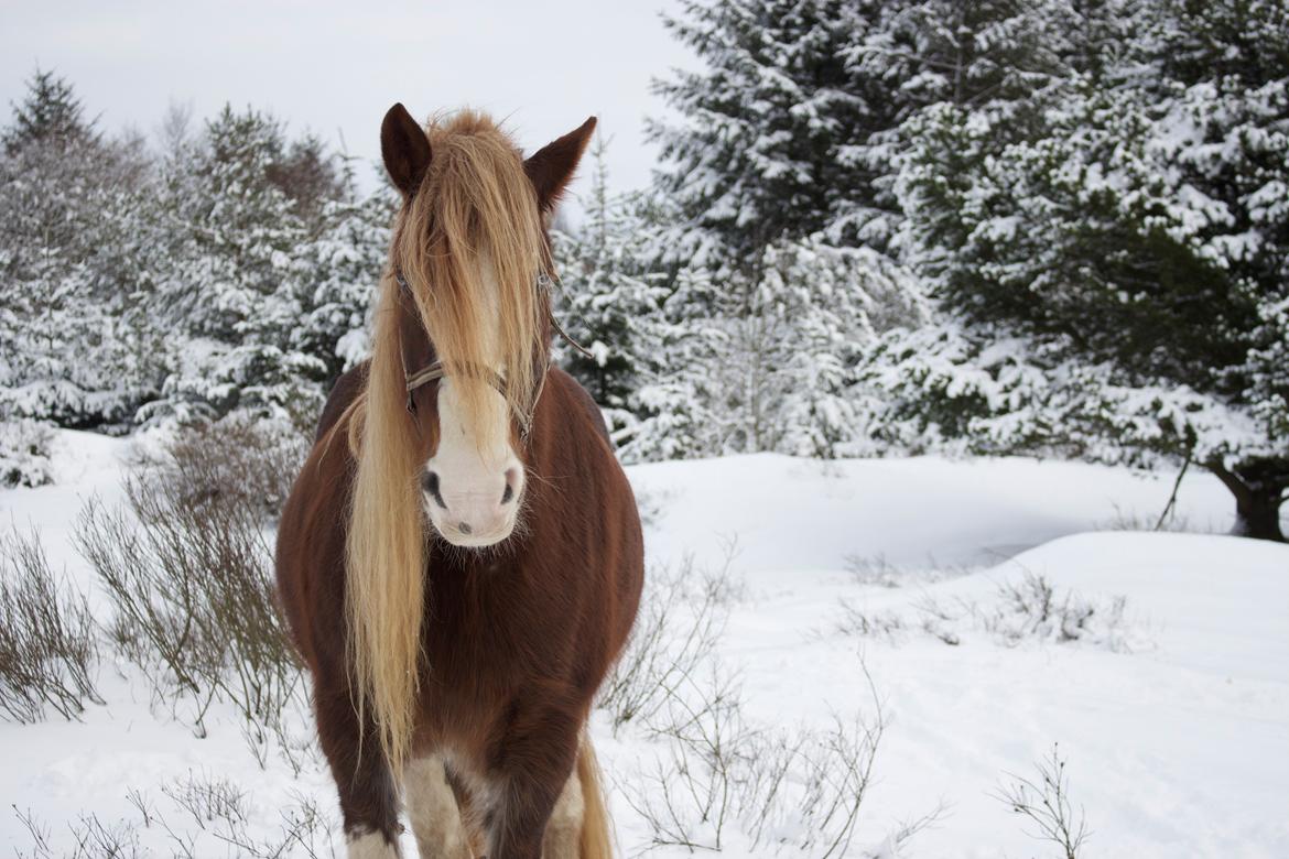 Shire Kragheredens Sunrise billede 3