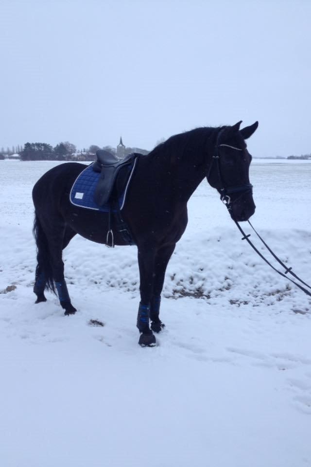 Dansk Varmblod WILD CARD billede 2