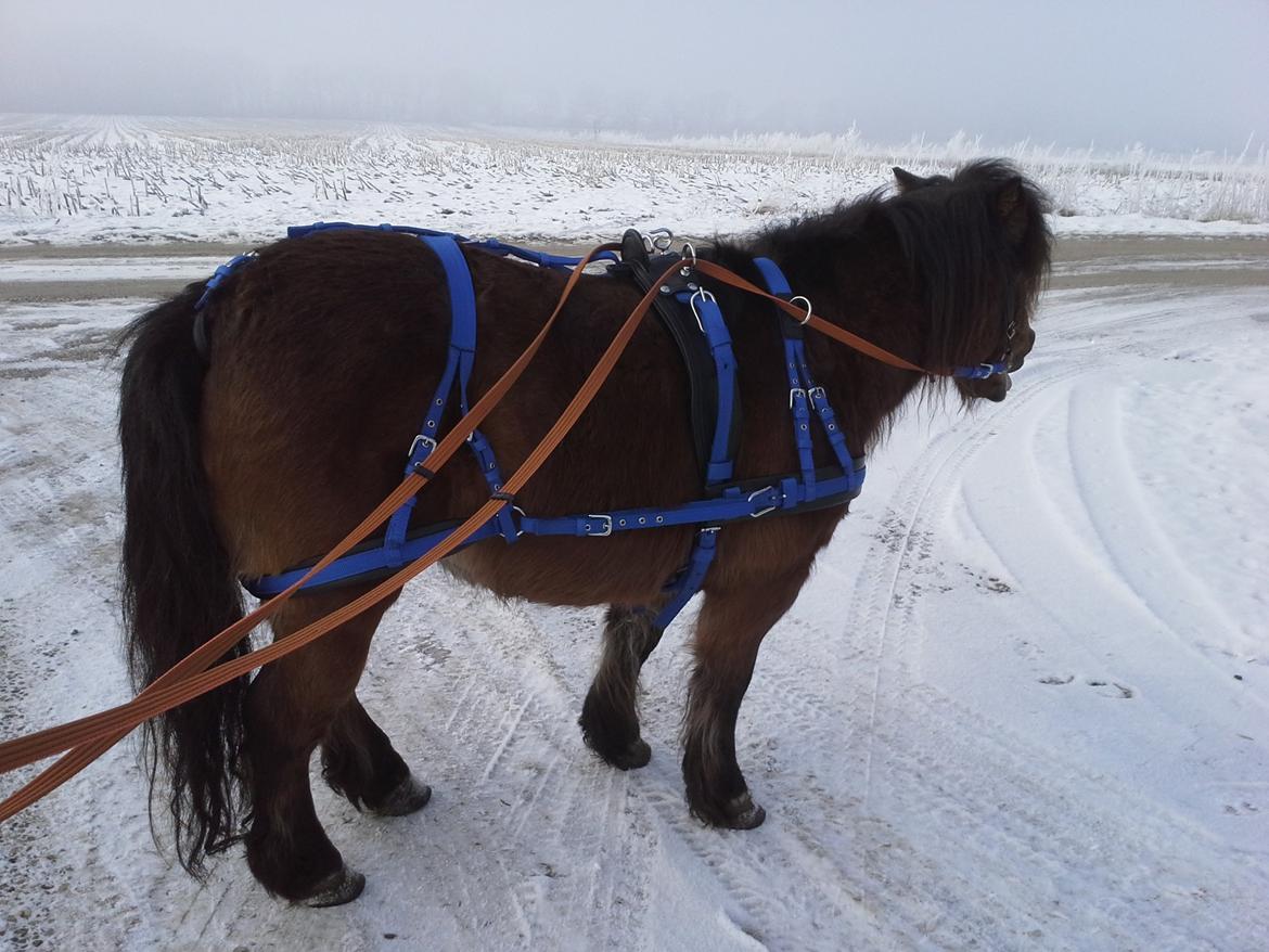 Shetlænder Molly billede 7