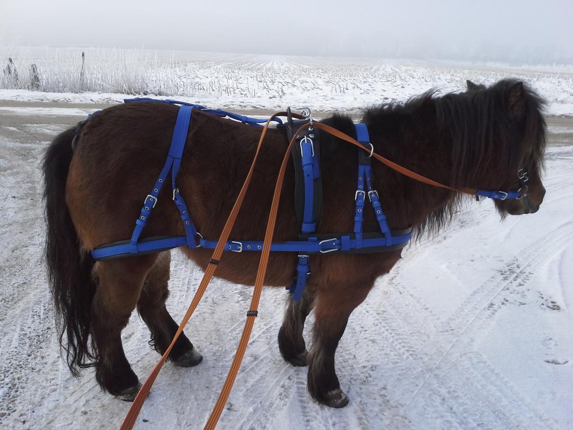 Shetlænder Molly billede 8