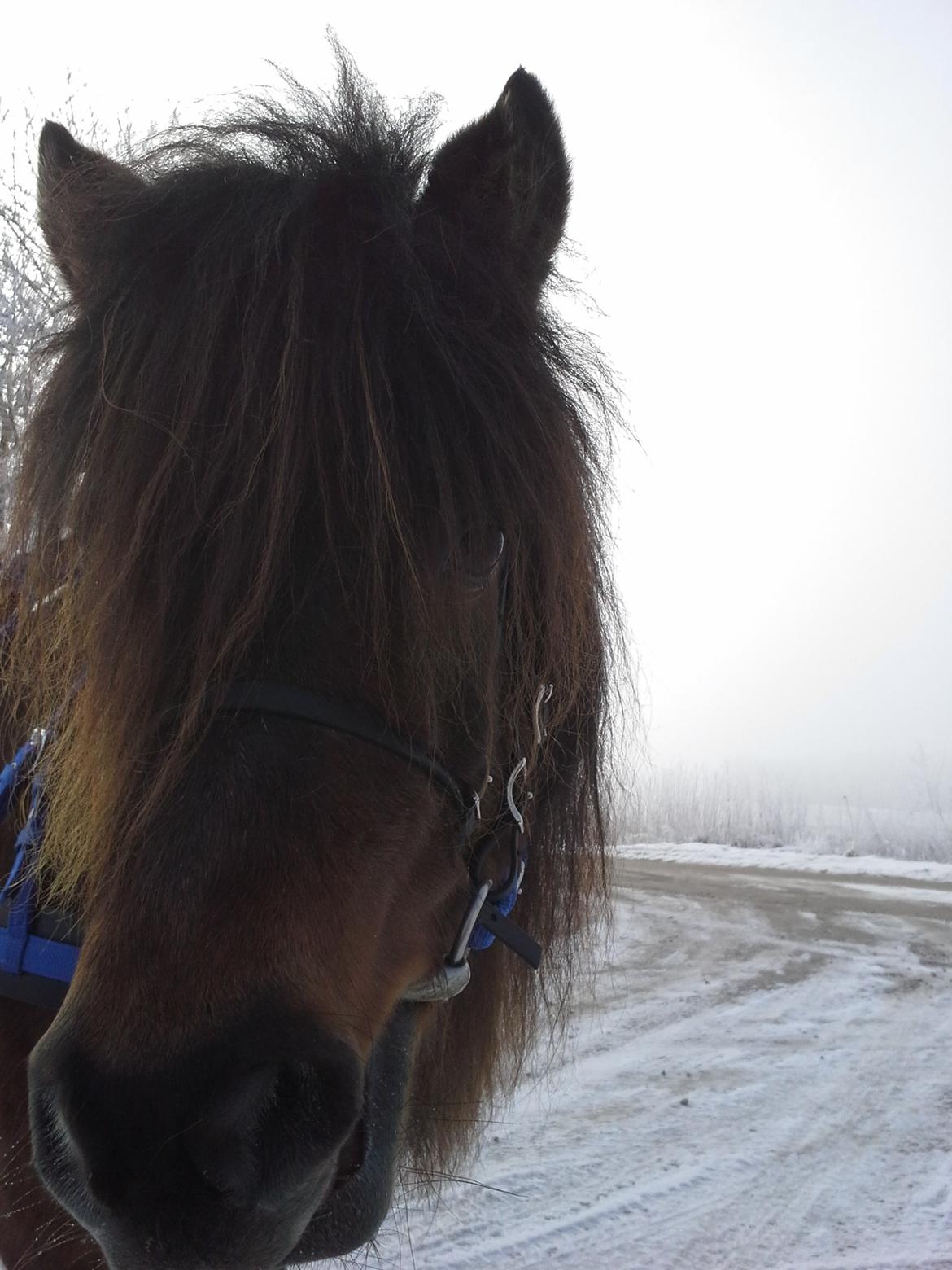 Shetlænder Molly billede 9
