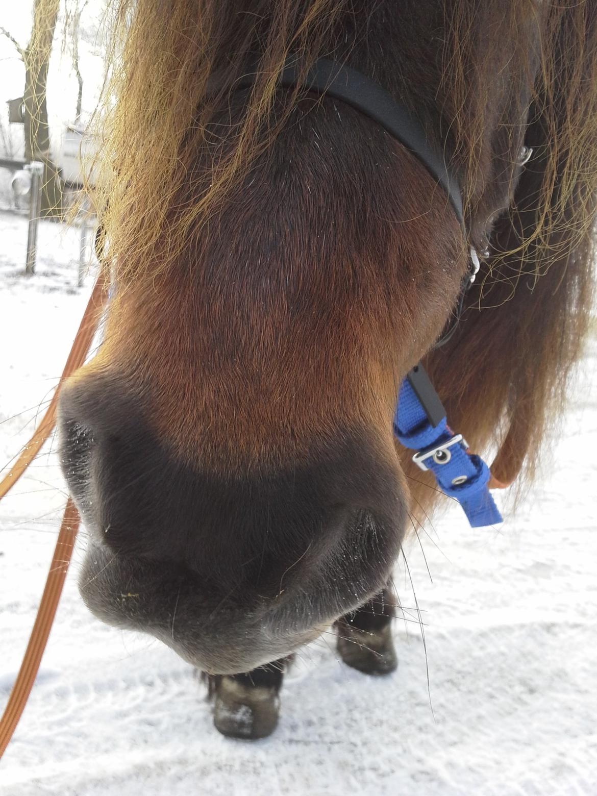 Shetlænder Molly billede 10