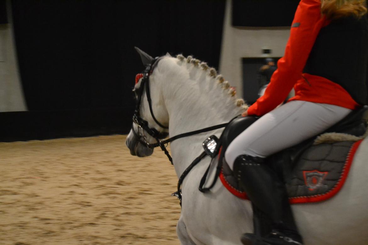 Welsh Pony (sec B) Kirkelodgaard's milton - JBK 2014 billede 13