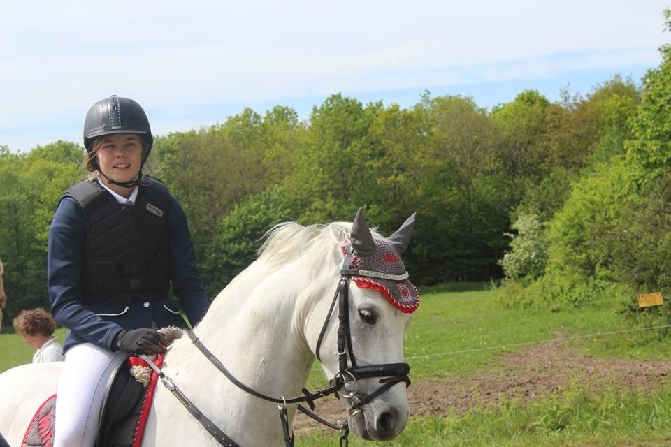 Welsh Pony (sec B) Kirkelodgaard's milton billede 5