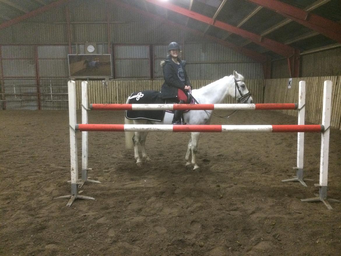 Welsh Pony (sec B) Kirkelodgaard's milton billede 10