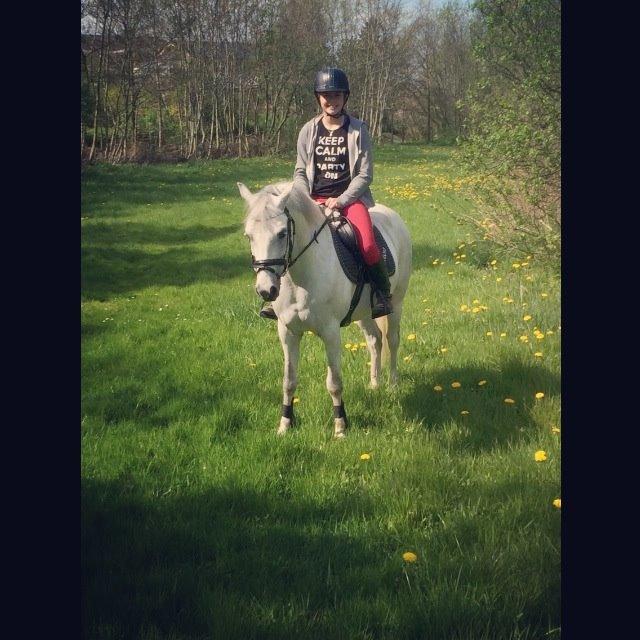 Welsh Pony (sec B) Kirkelodgaard's milton billede 11