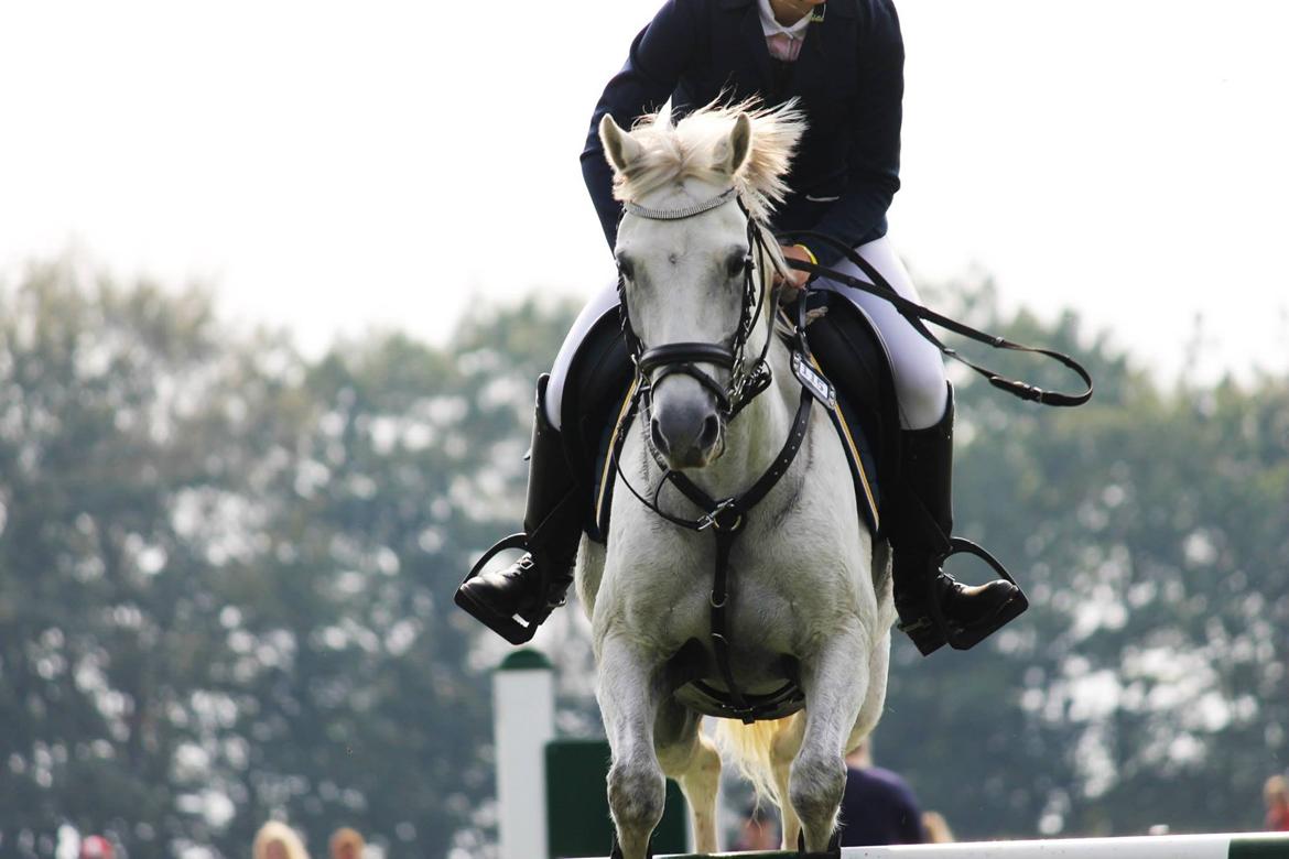 Welsh Pony (sec B) Kirkelodgaard's milton - Store Hestedag 2014 billede 12