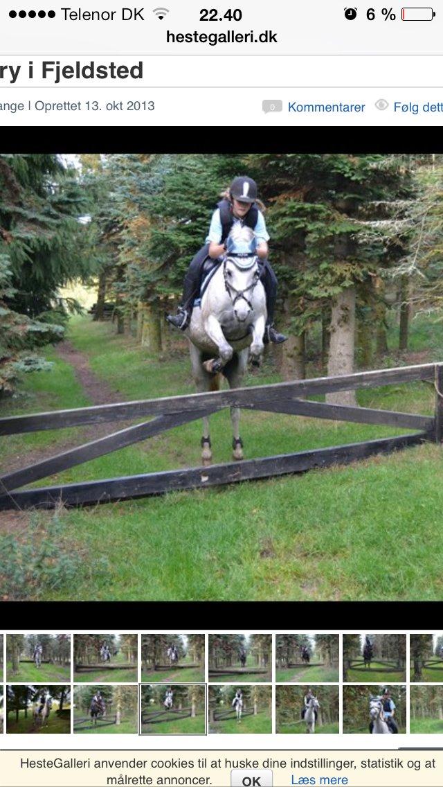 Welsh Pony (sec B) Kirkelodgaard's milton billede 20