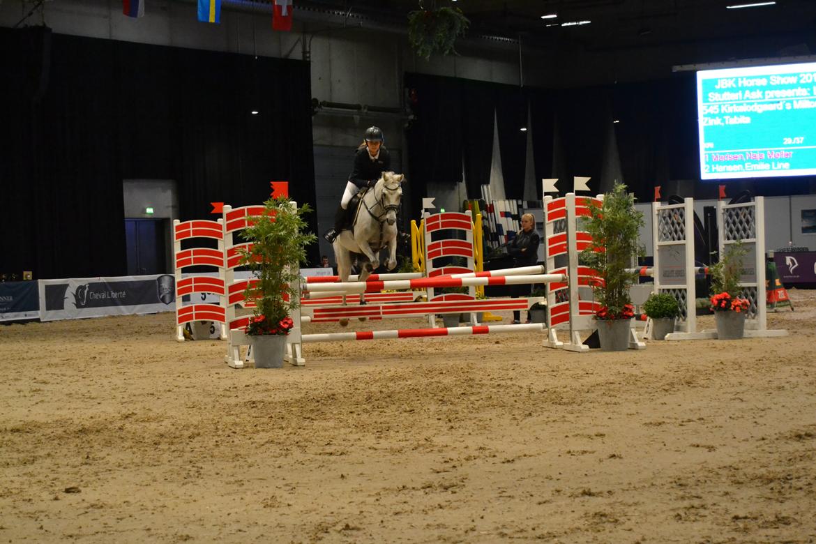 Welsh Pony (sec B) Kirkelodgaard's milton billede 18