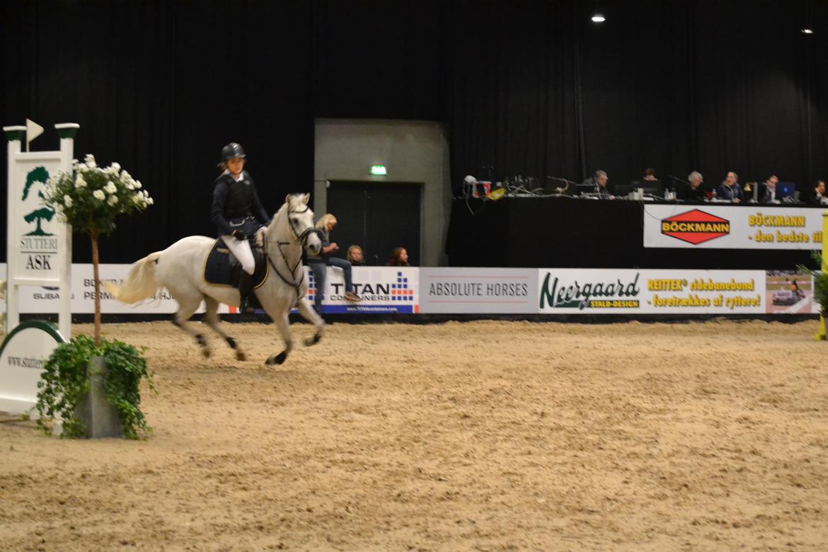 Welsh Pony (sec B) Kirkelodgaard's milton billede 16